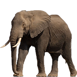 African bush elephant